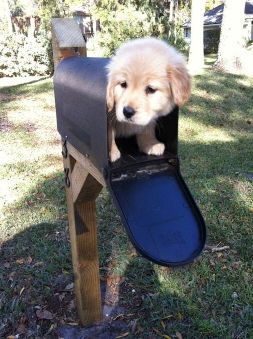 cachorro en el buzón