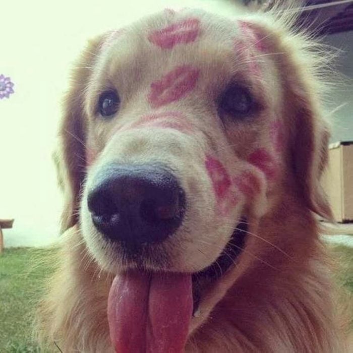 perro lleno de besos