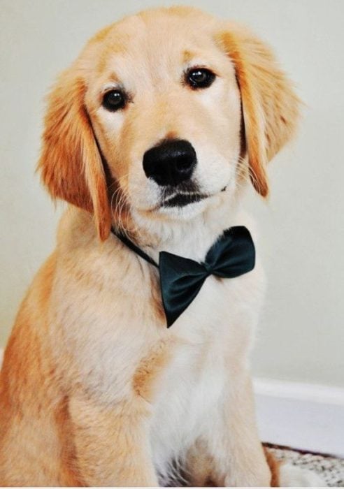 perro elegante