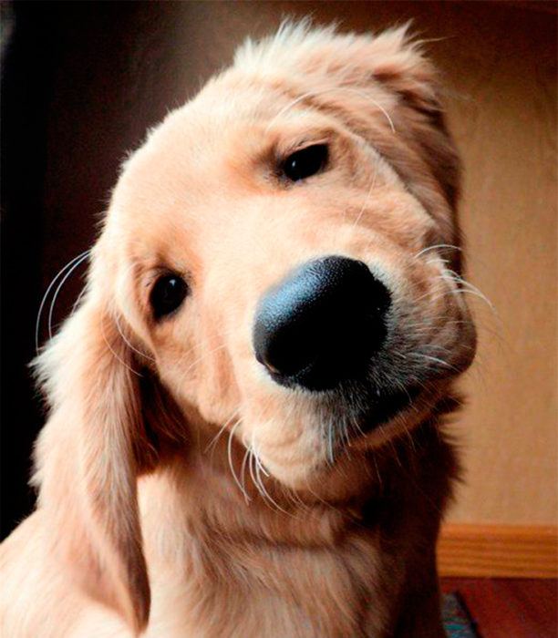 golden retriever adorable