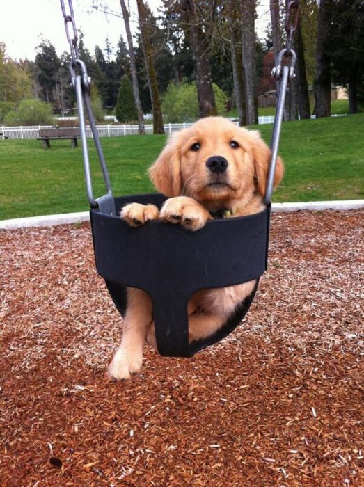 golden retriever en un columpio