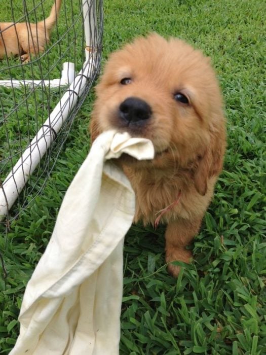 cachorro que quiere jugar con su frazada 