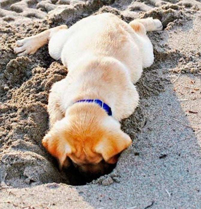 golden retriever escarbando en la arena