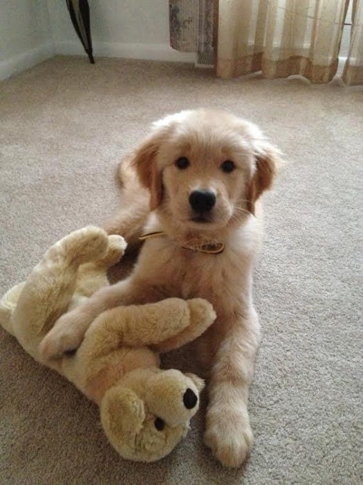 cachorro de golden retriever junto a su peluche