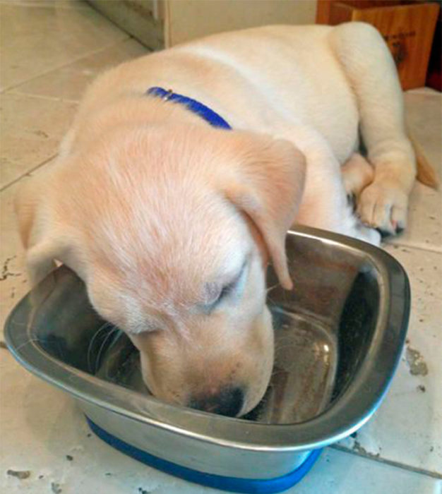 perro tomando agua dormido