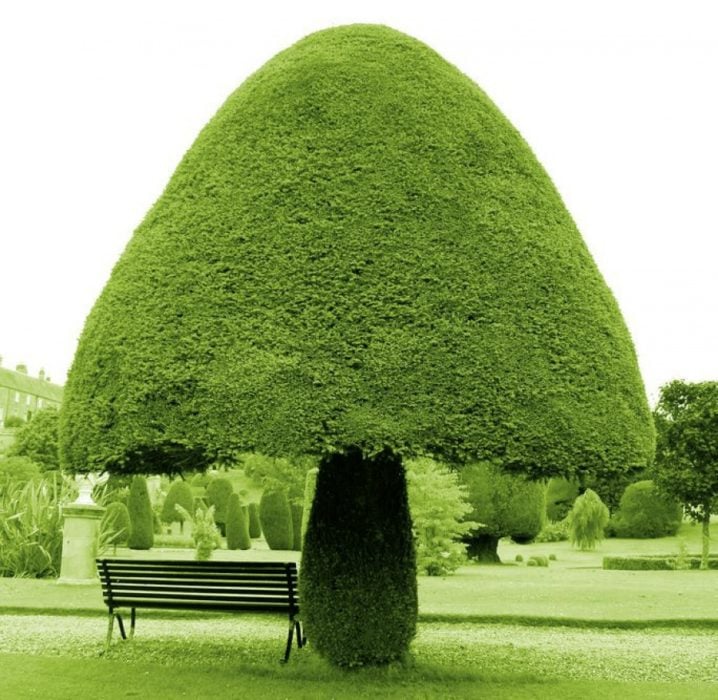 Árbol con forma de hongo