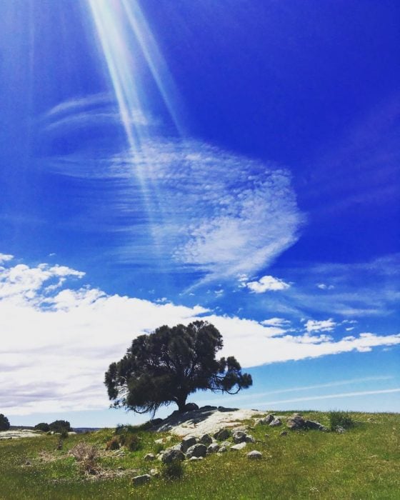 árbol en cielo azul