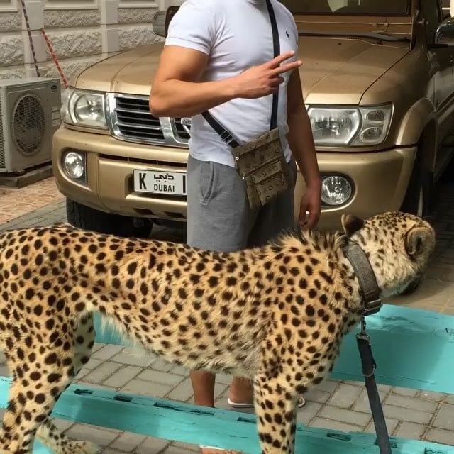 jaguar mascota en dubai 