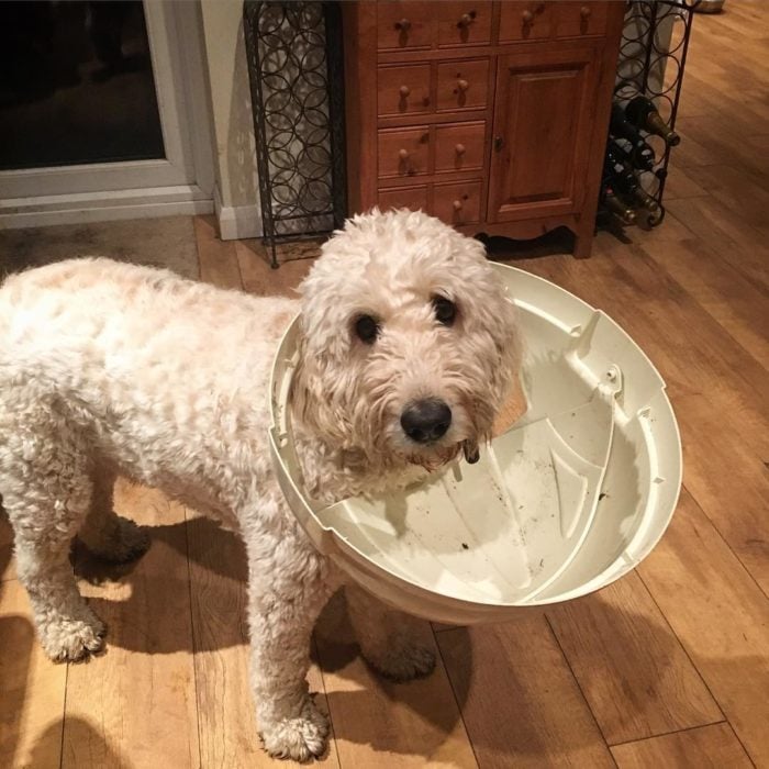 perro con la cabeza atorada en una tapa de bote de basura