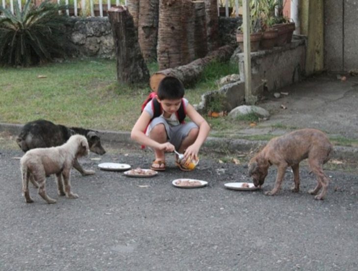 niño alimentando a perros de la calle