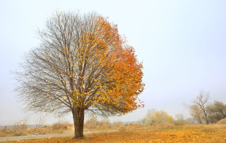 árbol en otoño