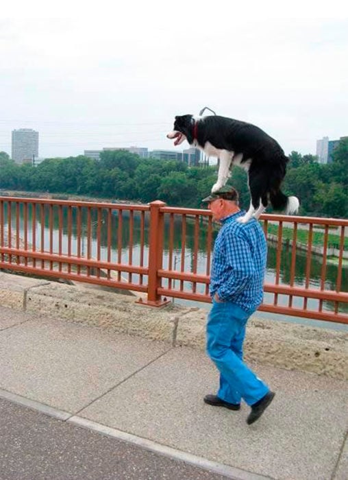 perro paseando de manera chistosa con su dueño