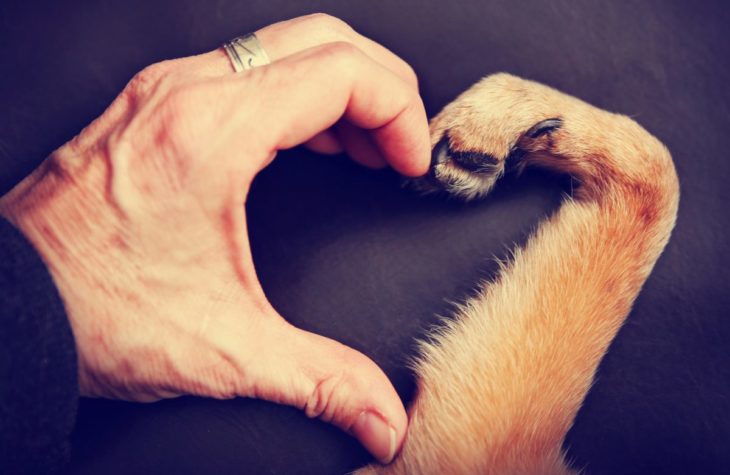 pata de perro y un brazo de humano formando un corazón