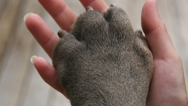 la pata de un perro con la mano de un humano