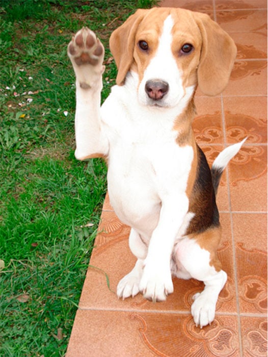 un perro mostrando su pata