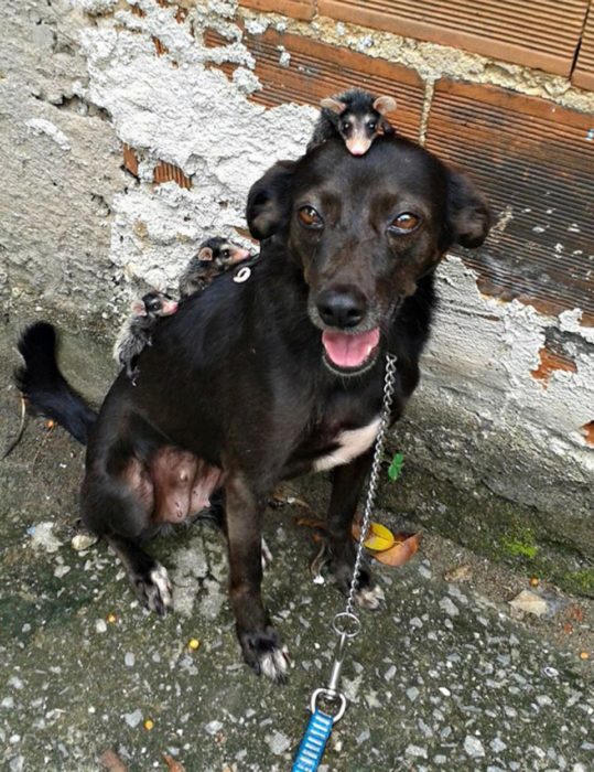 perrita paseando a unas zarigueyas