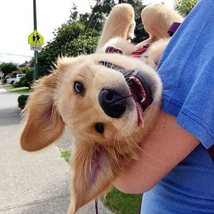 perro sonriendo