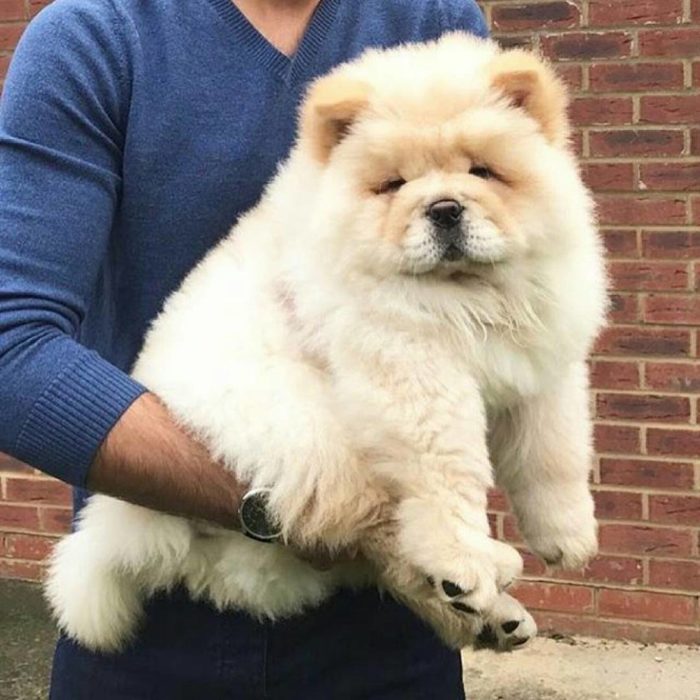 perrito gordo y peludo