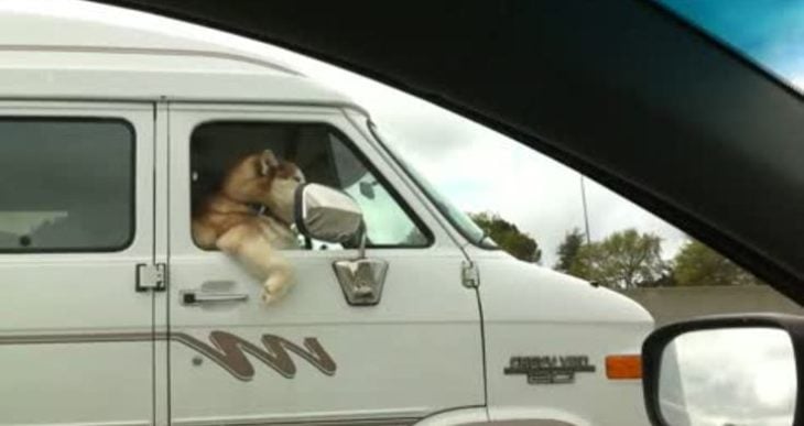 perro copiloto