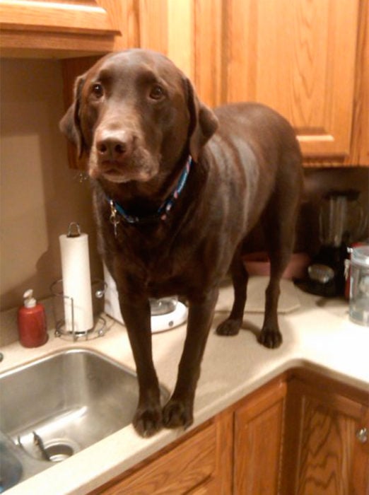 perro gigante arriba de la mesa