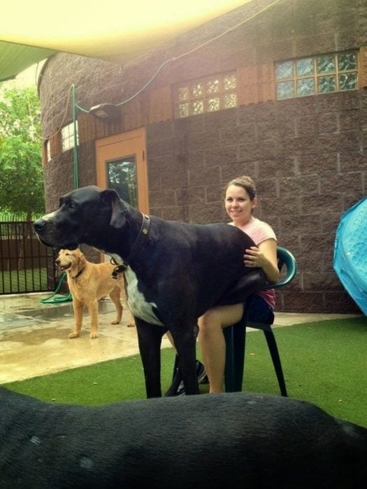 perro gigante sentado en las piernas de su dueña