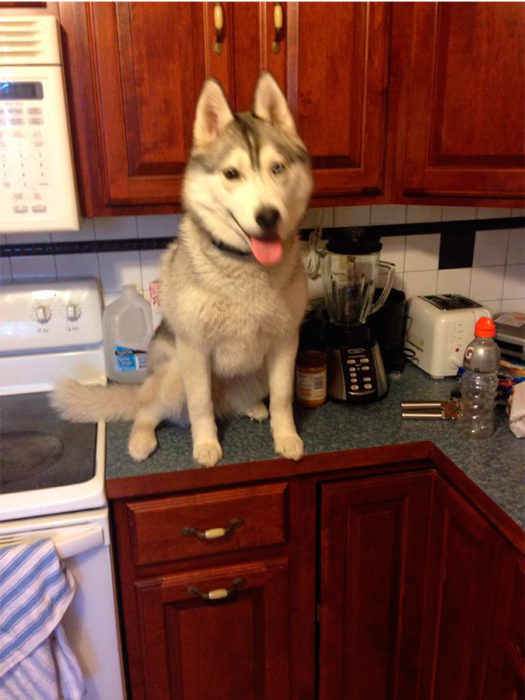 perro gigante arriba de la mesa de la cocina