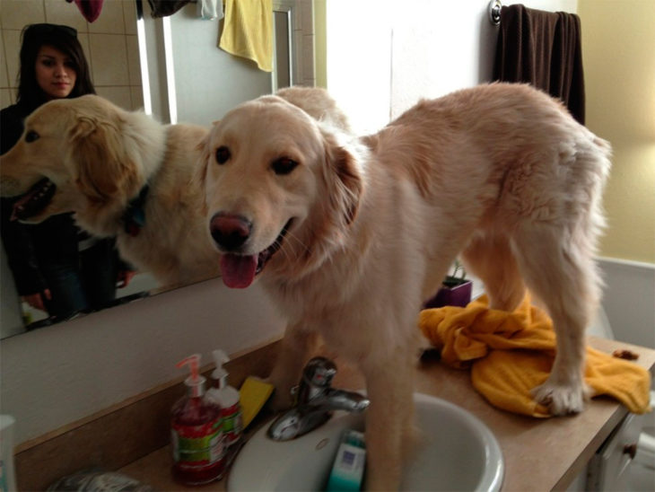 perro gigante arriba del lavamanos
