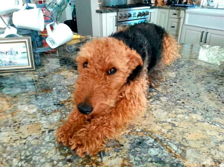 perro gigante acostado en la mesa