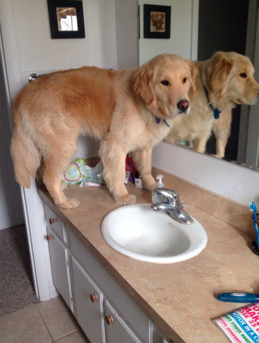 perro gigante arriba del lavamanos