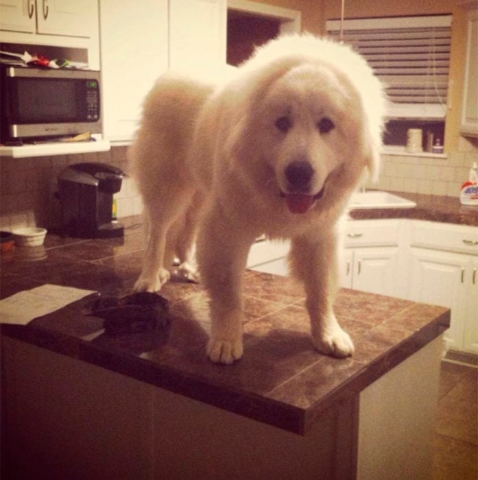 perro gigante arriba de la mesa