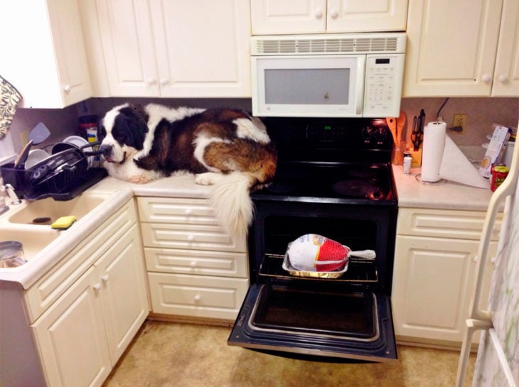 perro gigante aacostado en la mesa de la cocina