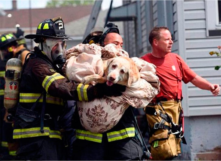 bomberos rescataron a un perro lesionado en un incendio 