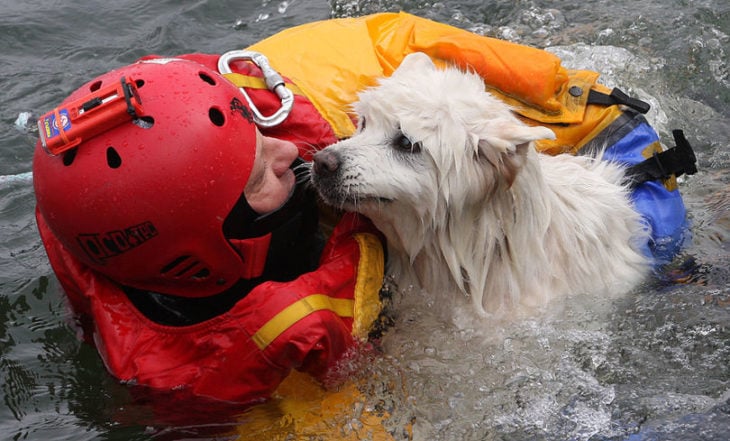 un perro siendo resctado por un bombero en una inundación