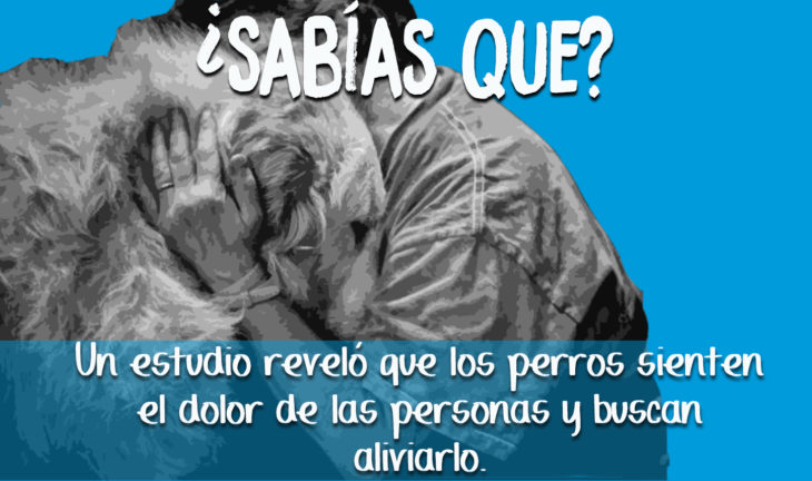 sabías que los perros consuelan