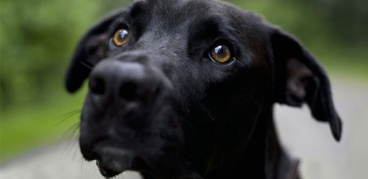 un perro con mirada de amor