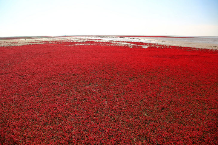 playa roja en China