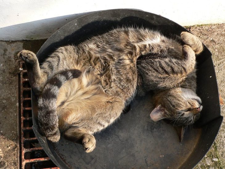 gato dormido en una sartén gigante