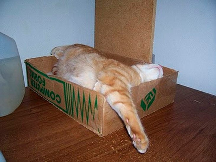 gato dormido en una caja donde no cabe