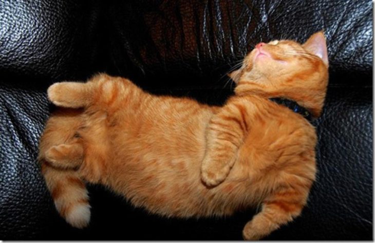 gato contorsionista 