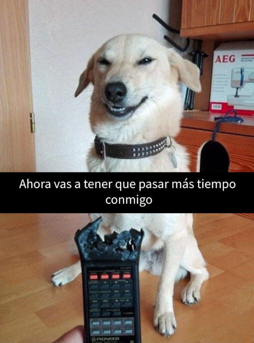 un perro feliz de haber mordido el control remoto de su amo humano