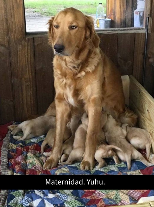 una mamá perruna disfrutando de su maternidad