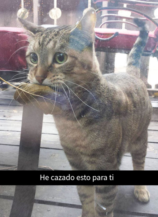 snapchat sobre un gato