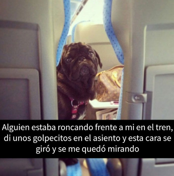 snapchat de un perro viajando en avión