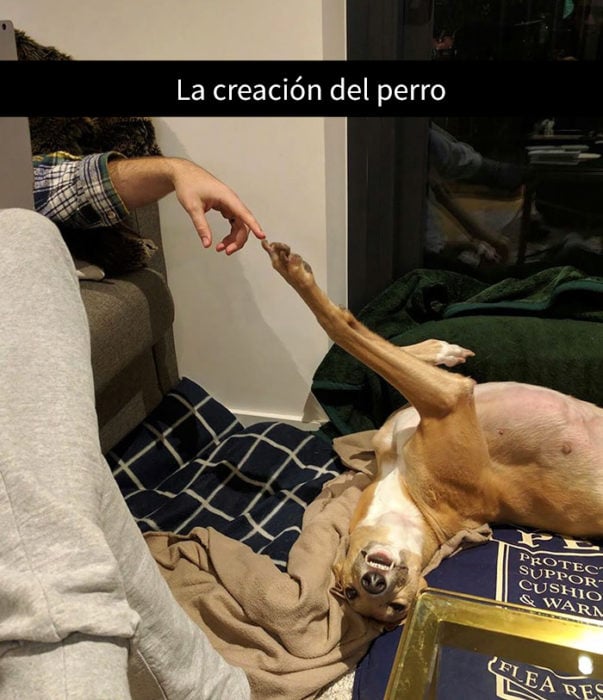 snap de un perro junto a un hombre tomados de la mano y la pata