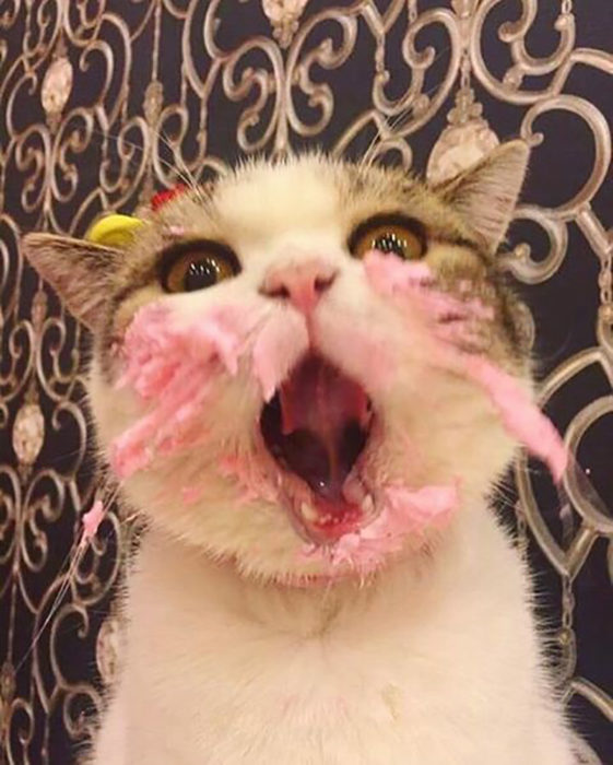 gato sorprendido con bigotes rosas