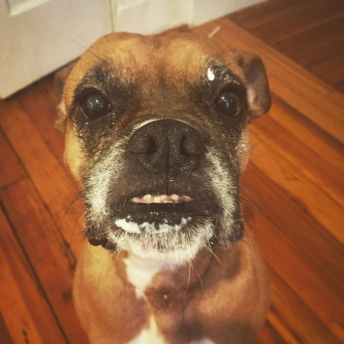 perro con la cara llena de yogur