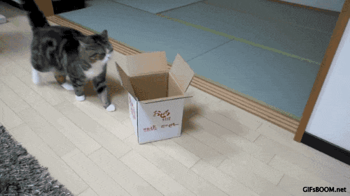 un gato intentando entrar en una caja pequeña