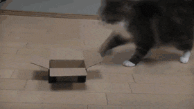 un gato intentando entrar en una caja