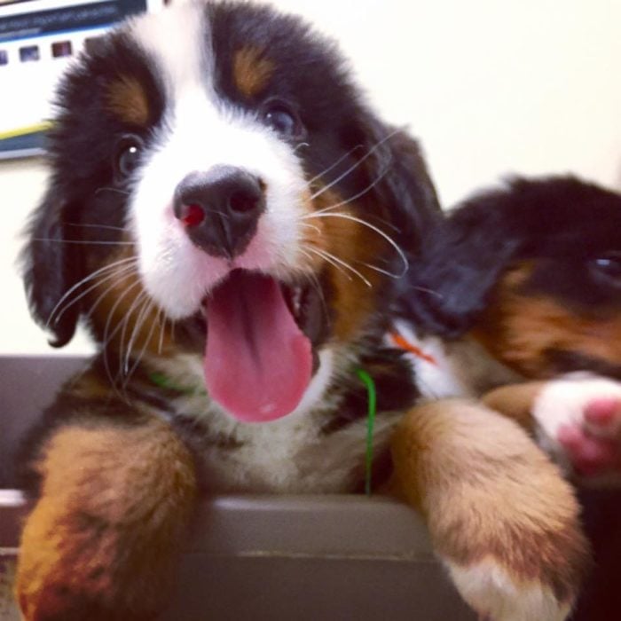 cachorro sonriente y tierno