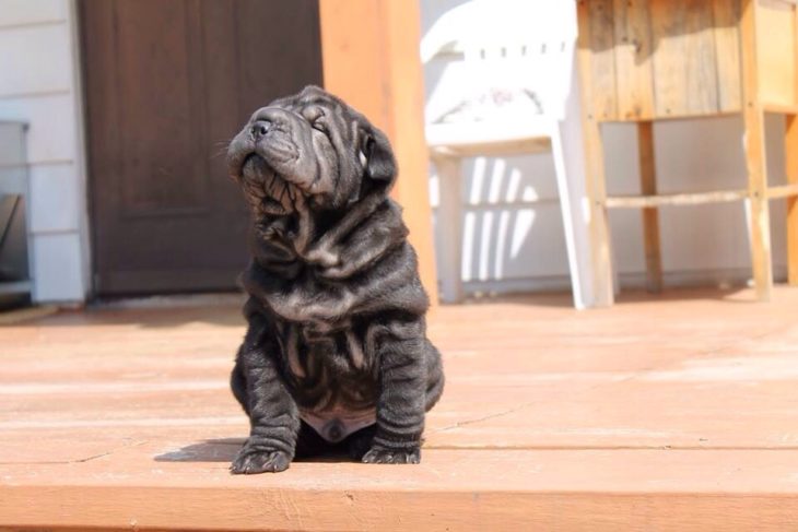 perrito bebé demasiado tierno